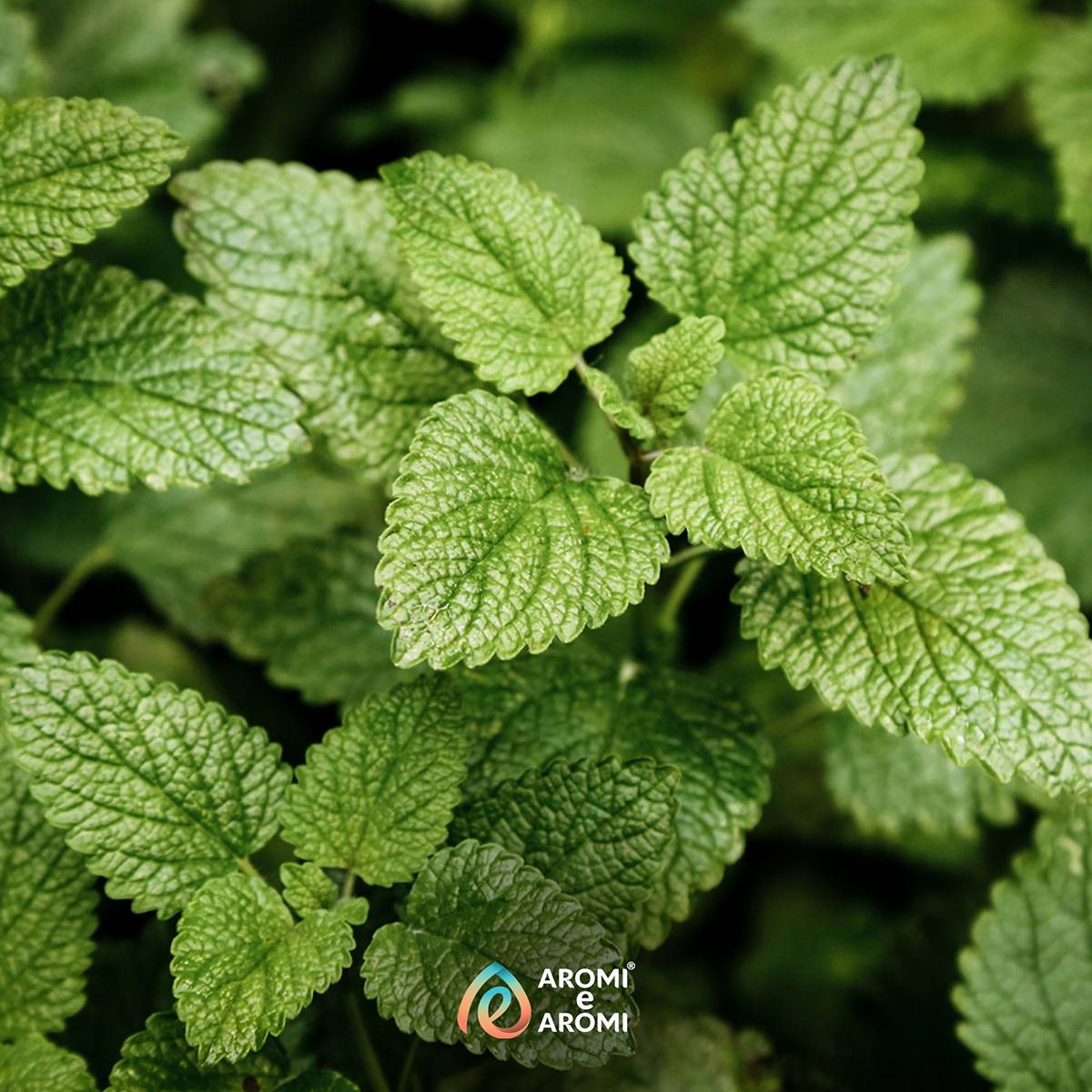 Erbe Aromatiche e Spezie