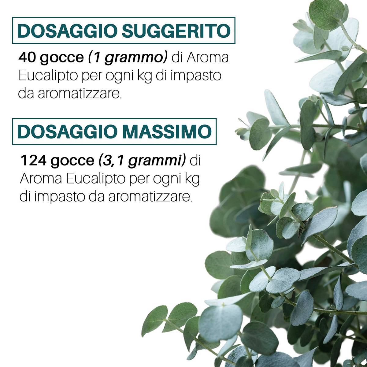Aroma Eucalipto alimentare concentrato Made in Italy