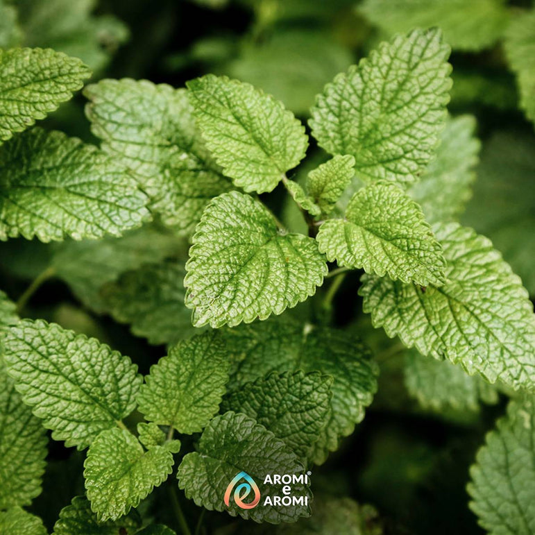 Aroma Menta alimentare concentrato Made in Italy